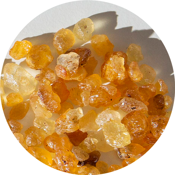 Boswellia serrata(Kadidlovnik pilovity)